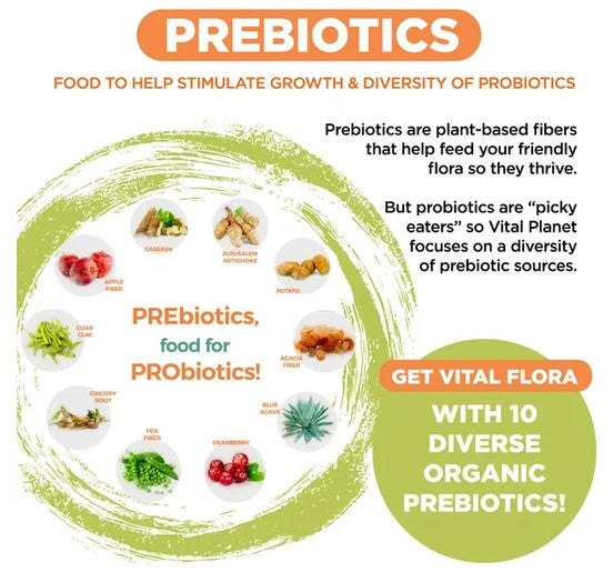 An informational graphic for Vital Flora Prebiotics, featuring a green circular brushstroke design with various prebiotic foods like ginger, garlic, and greens. The text explains that prebiotics are plant-based fibers that help feed the friendly flora, and highlights a offer to get 10 diverse organic prebiotics.
