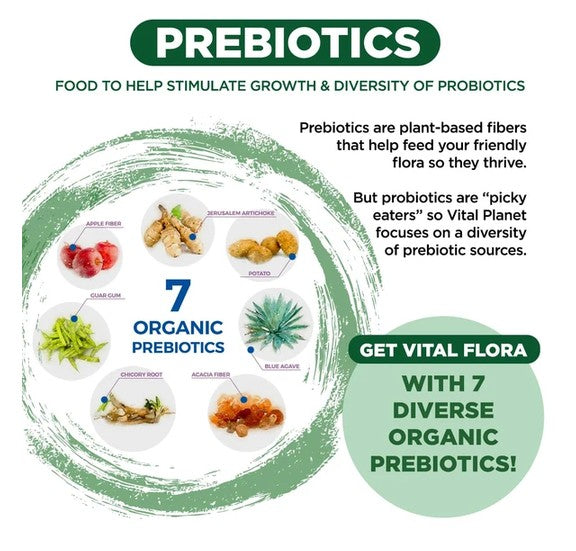 An informational graphic about prebiotics, with the word PREBIOTICS at the top, a circular brushstroke design, seven labeled organic prebiotic food sources, and text stating 'GET VITAL FLORA WITH 7 ORGANIC PREBIOTICS!'.