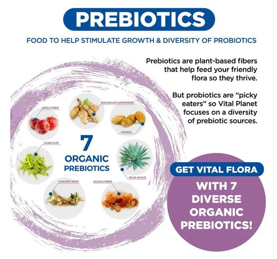 Vital Flora Women's Daily Probiotic - Prebiotics